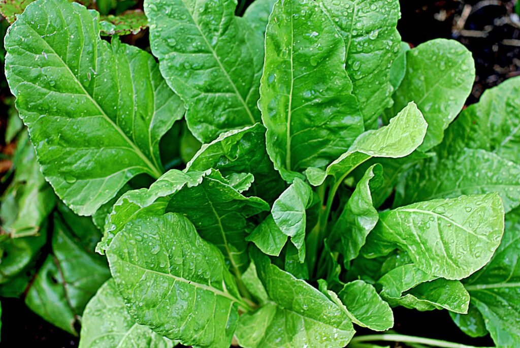 10 Amazing Foods Reduce High Blood Pressure easily Spinach
