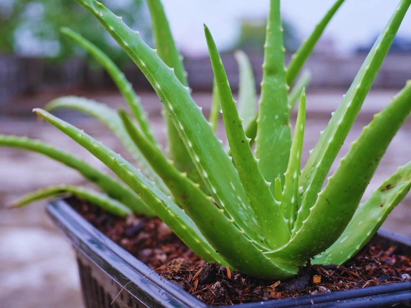 10 High-Oxygen Bedroom Plants for Better Sleep & Fresh Air 10 High-Oxygen Bedroom Plants for Better Sleep & Fresh Air