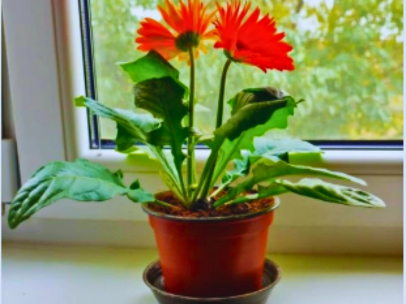 10 High-Oxygen Bedroom Plants for Better Sleep & Fresh Air 10 High-Oxygen Bedroom Plants for Better Sleep & Fresh Air