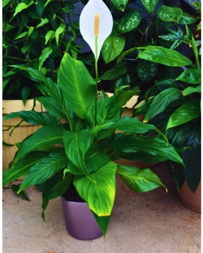 10 High-Oxygen Bedroom Plants for Better Sleep & Fresh Air 10 High-Oxygen Bedroom Plants for Better Sleep & Fresh Air