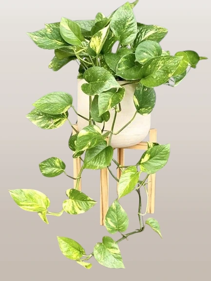 10 High-Oxygen Bedroom Plants for Better Sleep & Fresh Air 10 High-Oxygen Bedroom Plants for Better Sleep & Fresh Air