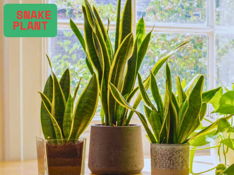 10 High-Oxygen Bedroom Plants for Better Sleep & Fresh Air 10 High-Oxygen Bedroom Plants for Better Sleep & Fresh Air