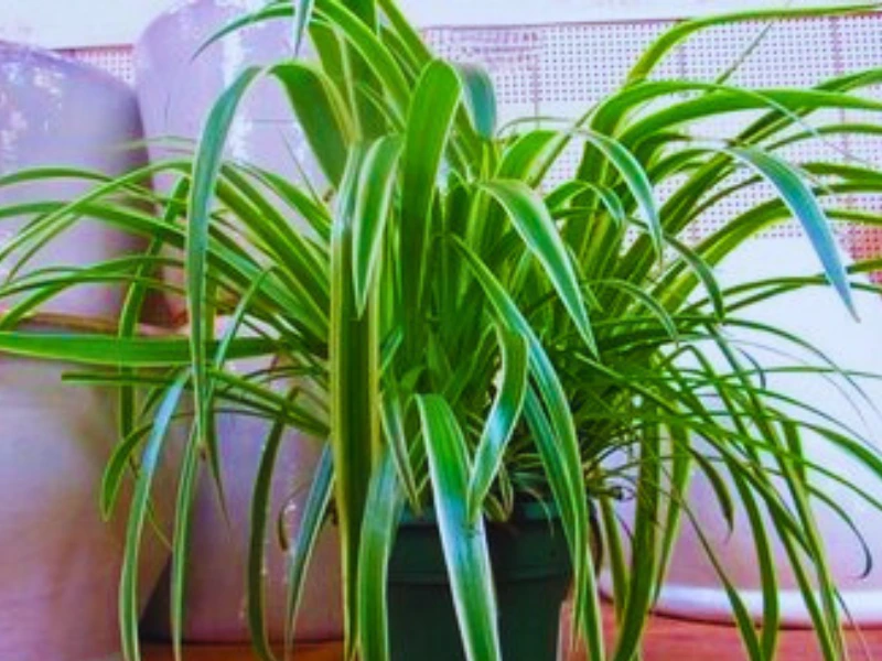 10 High-Oxygen Bedroom Plants for Better Sleep & Fresh Air 10 High-Oxygen Bedroom Plants for Better Sleep & Fresh Air