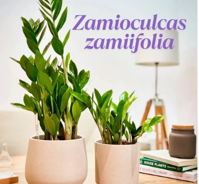 10 High-Oxygen Bedroom Plants for Better Sleep & Fresh Air 10 High-Oxygen Bedroom Plants for Better Sleep & Fresh Air