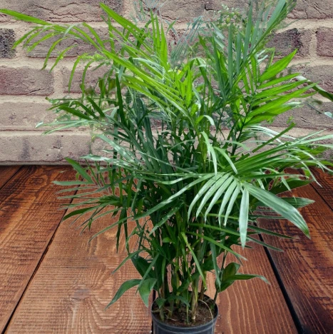 10 High-Oxygen Bedroom Plants for Better Sleep & Fresh Air 10 High-Oxygen Bedroom Plants for Better Sleep & Fresh Air