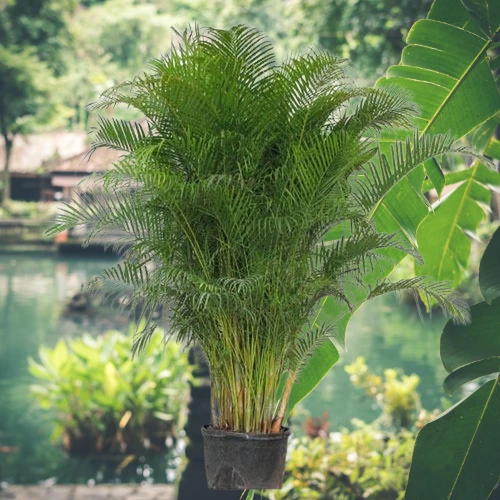 10 High-Oxygen Bedroom Plants for Better Sleep & Fresh Air 10 High-Oxygen Bedroom Plants for Better Sleep & Fresh Air