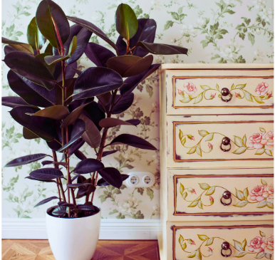 10 High-Oxygen Bedroom Plants for Better Sleep & Fresh Air 10 High-Oxygen Bedroom Plants for Better Sleep & Fresh Air